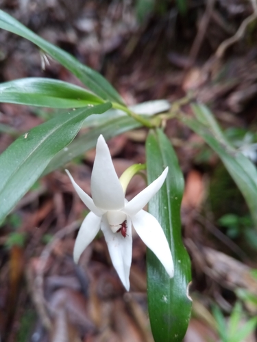 Angraecum mauritianum