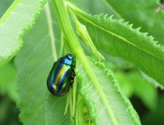 Oreina speciosissima