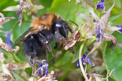 Bombus hypnorum