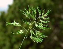 Poa alpina vivipara
