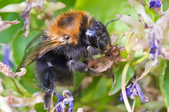 Bombus hypnorum