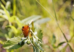 Pygarctia roseicapitis