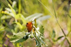 Pygarctia roseicapitis