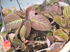 Episcia cupreata