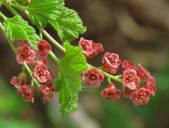 Ribes petraeum