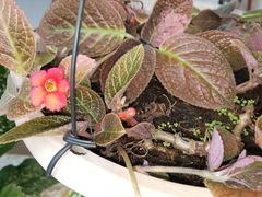 Episcia cupreata