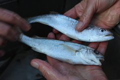 Genyonemus lineatus