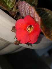Episcia cupreata