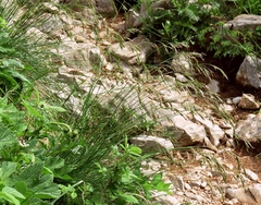 Festuca bosniaca
