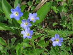 Linum julicum