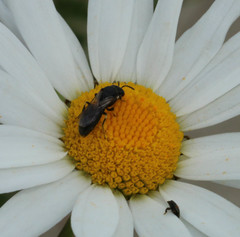 Hylaeus nigritus