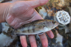 Paralabrax nebulifer