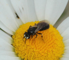 Hylaeus nigritus