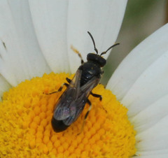 Hylaeus nigritus