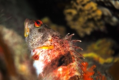 Hypoplectrodes nigroruber