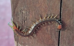 Scolopendra dalmatica