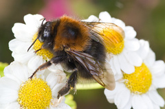 Bombus hypnorum