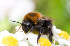 Bombus hypnorum