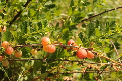 Ribes uva-crispa sativum