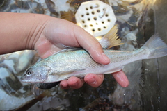 Menticirrhus undulatus