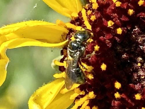 iNaturalist observation photo of Zadontomerus