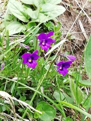 Viola dubyana