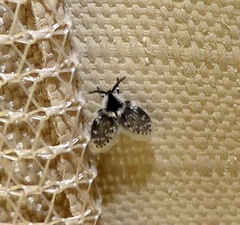 Lepiseodina conspicua