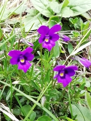 Viola dubyana