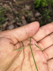 Euphorbia guadalajarana
