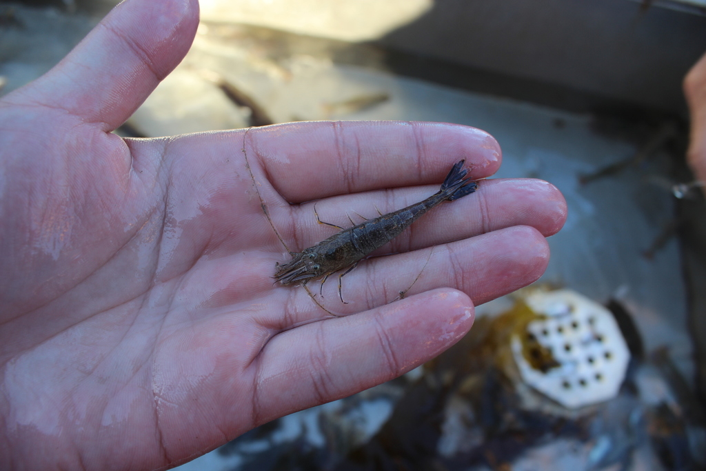 Bay shrimp