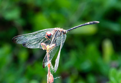 Dythemis velox