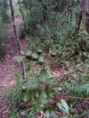 Meineckia