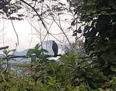 Rupornis magnirostris