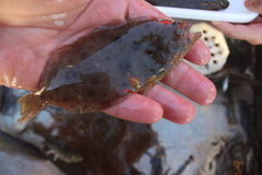 Paralichthys californicus