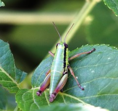 Micropodisma salamandra