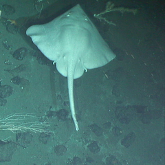 Bathyraja spinosissima