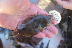 Paralichthys californicus