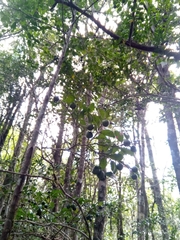 Meineckia