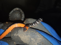 Atractus clarki