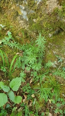 Galium laevigatum