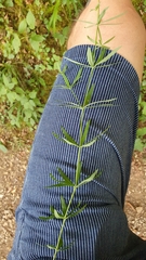 Galium laevigatum
