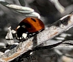 Coccinella transversoguttata