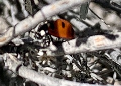Coccinella transversoguttata