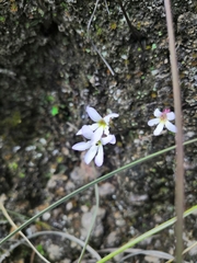 Pinguicula parvifolia