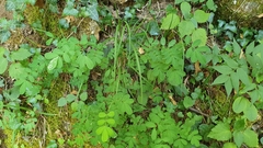 Hippocrepis emerus emerus