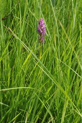 Dactylorhiza incarnata