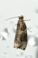 Olethreutes appendiceum