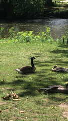 Branta canadensis