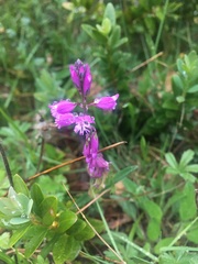 Polygala calcarea