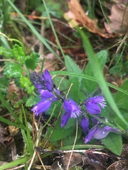 Polygala calcarea